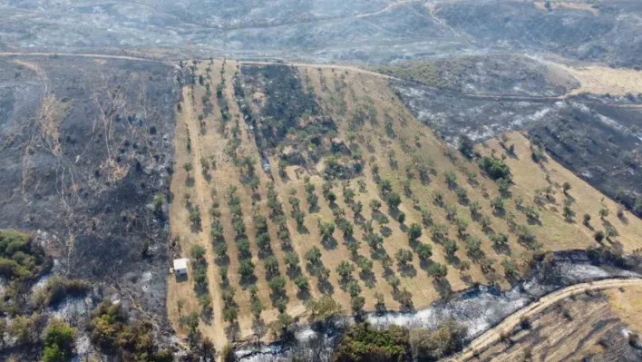 Gelibolu'da yaşayan çiftçi zeytinliğinin altını sürdüğü için yangından etkilenmedi
