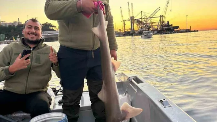Gemlik Körfezi'nde balıkçıların oltasına köpek balığı takıldı