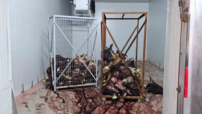 Gemlik'te sağlıksız şartlarda istiflenmiş çok sayıda hayvan kafası bulundu