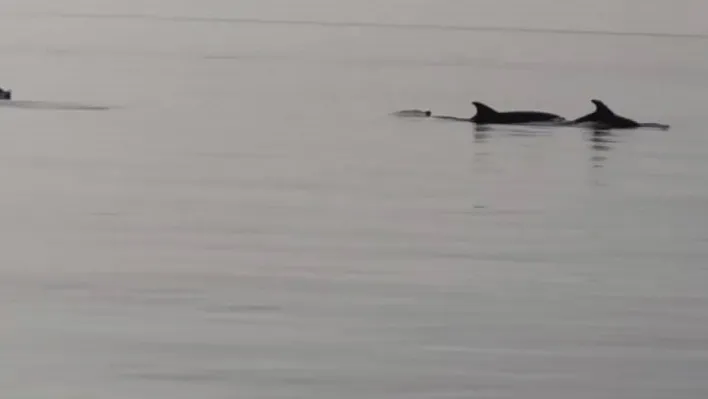 Gemlik'te yunuslar görsel şölen oluşturdu