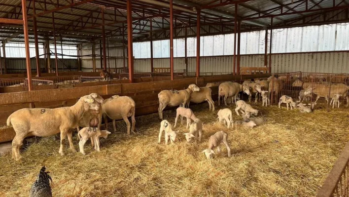 Genç girişimciye yüzde 100 hibe desteğiyle hayvancılık projesi