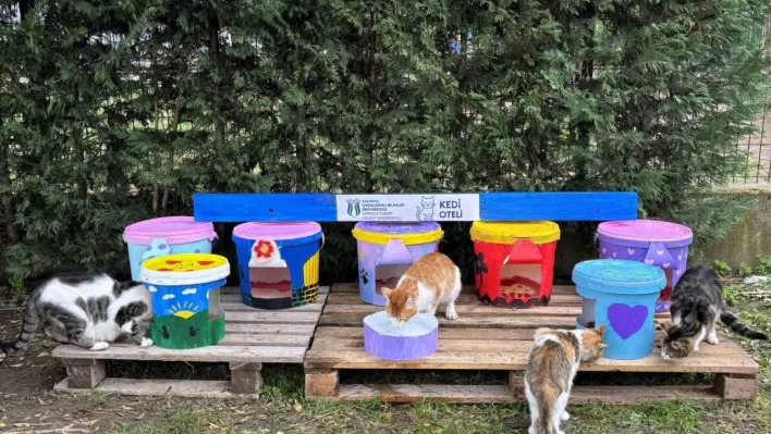 Geri dönüştürülen kovalar kedi oteline dönüştü