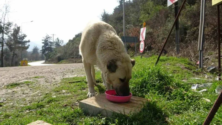 Geri dönüşüm atıkları sokak hayvanlarına mama oldu