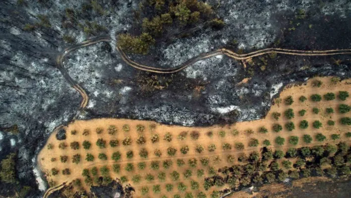 Geyve orman yangınından geriye kalanlar