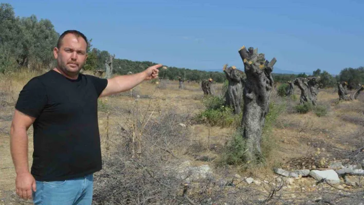 Gömeç'te talan edilen zeytin ağaçlarının yerine lüks villalar dikiliyor