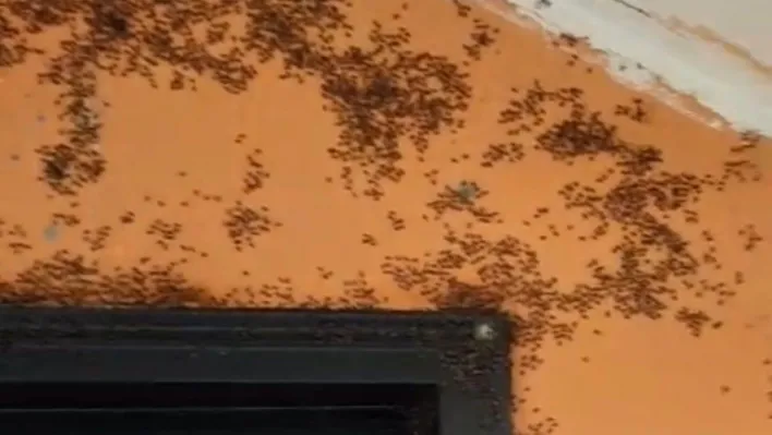 Gönen'de kara sinek istilası