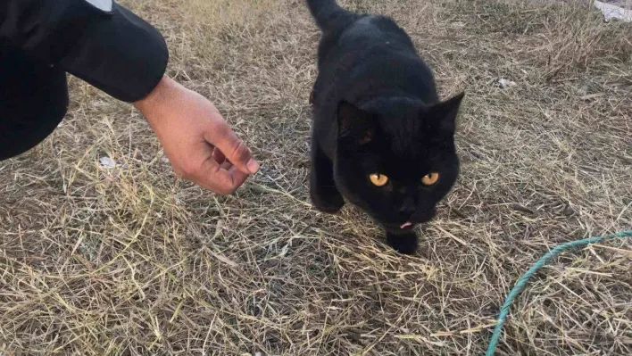 Gönüllüler, 164 saat sonra enkazdan bir kedi kurtardı