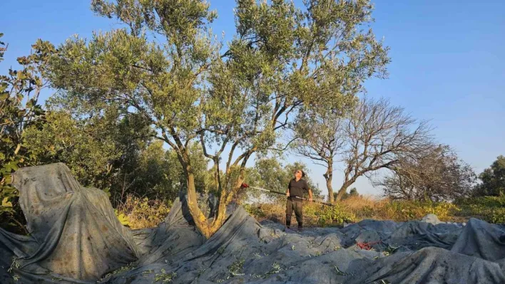 Güney Marmara'da zeytin hasadı başladı