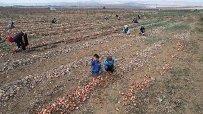 Hasadı yapılan kışlık soğan sofralara gönderilmek için hazırlanıyor