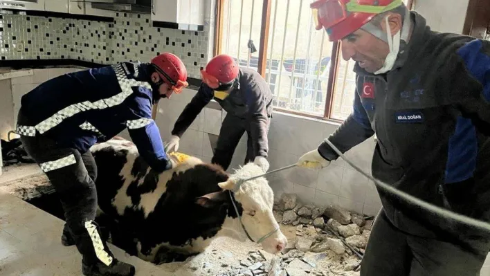 Hatay'da enkaz altında kalan inek kurtarıldı