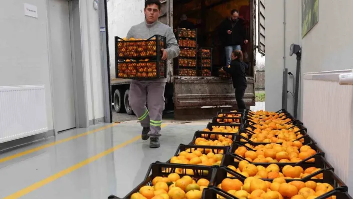 Hatay'ın mandalinasına Nilüfer desteği