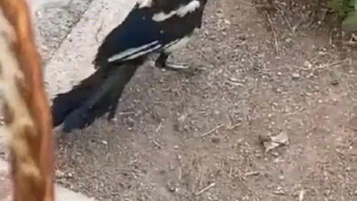 Havalandırma boşluğuna sıkışan saksağan itfaiye ekipleri tarafından kurtarıldı