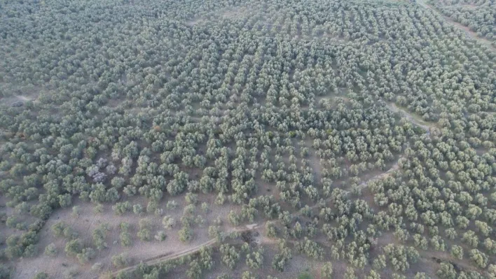 Havran İlçe Tarım'da dron dönemi