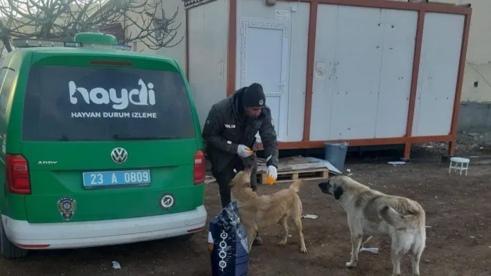 HAYDİ, deprem bölgesindeki can dostlarını yalnız bırakmadı