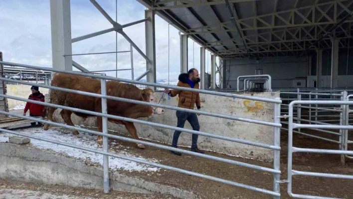 Hayırsever besiciler depremzedelere hayvan bağışı yaptı
