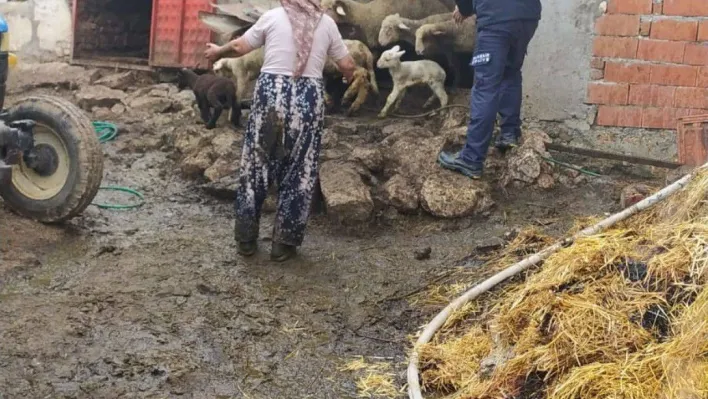 Hayvan damında yangın çıktı, onlarca küçükbaş hayvan kurtarıldı