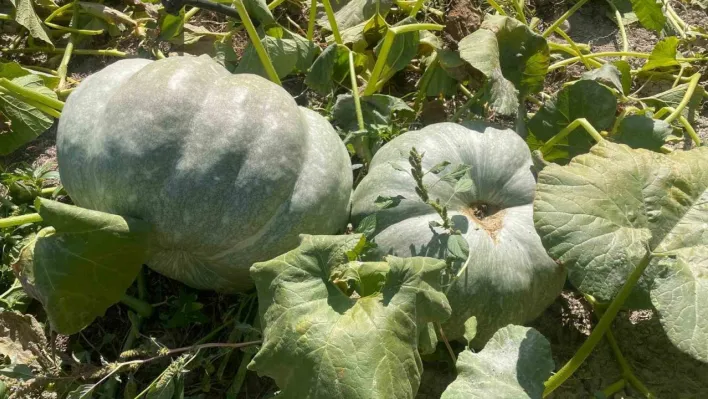 Hayvan gübresiyle 40 kilograma ulaşan kabaklarını taşımakta zorlandı