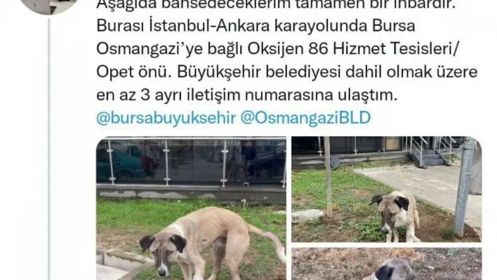 Hayvansever uyardı, Büyükşehir kurtardı