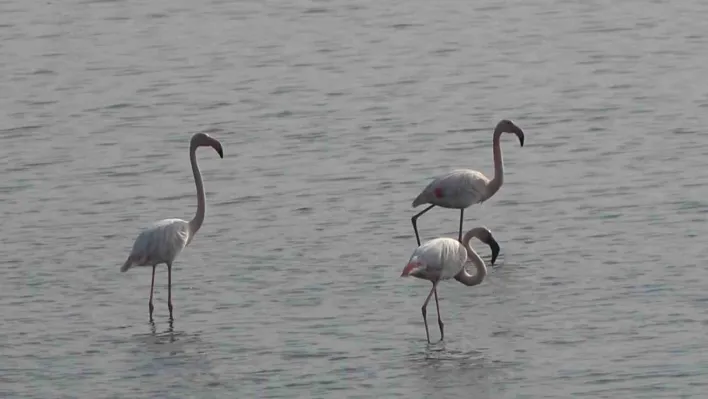 Hersek Lagünü'nde flamingo popülasyonu artıyor