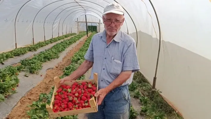 Hobi olarak başladığı çilek yetiştiriciliğinde yılda 6 ton çilek üretiyor