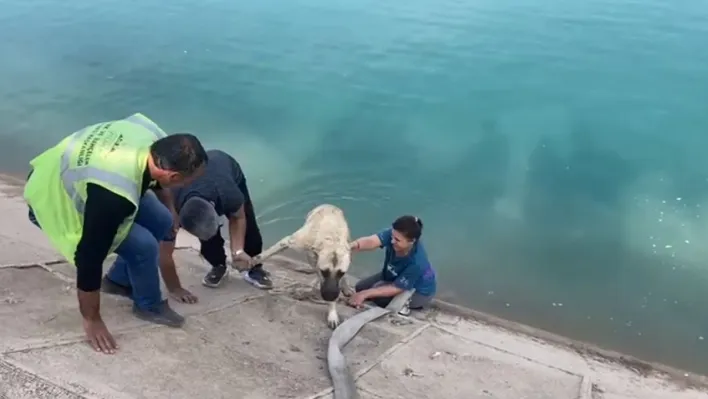 İki çocuklu kahraman anne Fırat'a düşen kangalı böyle kurtardı