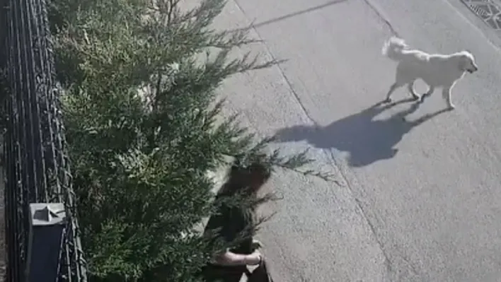 İşe giderken sokak köpekleri saldırdı, genç kadın canını zor kurtardı