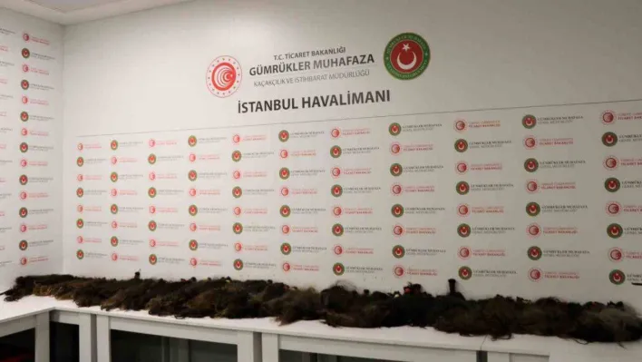 İstanbul'da İnsan saçı kaçakçılarına gümrük muhafaza engeli