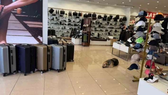 İstanbul'da sıcaktan bunalan sokak hayvanları klimalı mağazalara sığındı