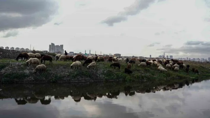 İstanbul'da siyaha bürünen dere kirlilik saçıyor