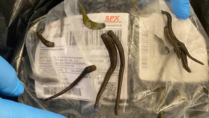 İstanbul Havalimanı'nda 5 bin adet tıbbi sülük ele geçirildi