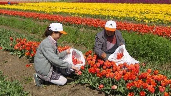 İstanbul'un Lalelerini Seymenliler Yetiştiriyor