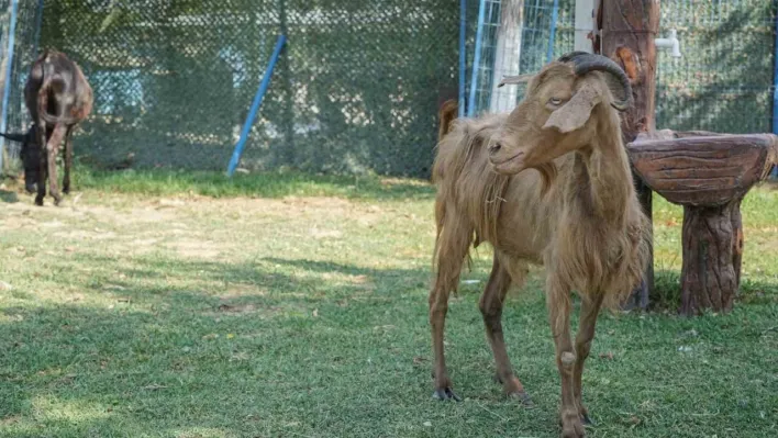 İzmir'de yangından kurtarılan hayvanlar Bursa'da tedaviye alındı