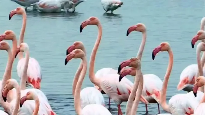 İzmit Körfezi'nde 'allı turna' şöleni