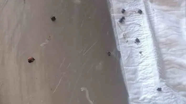 Jandarma devriye sırasında üzerinde keneler bulunan kaplumbağayı kurtardı