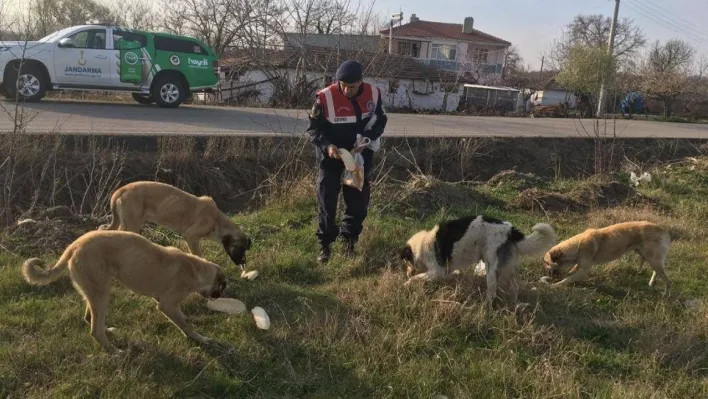 Jandarma sokak hayvanlarını elleriyle besledi