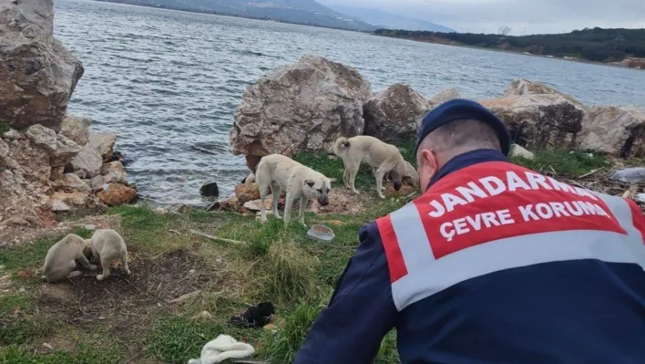 Jandarma sokak hayvanlarını yalnız bırakmıyor