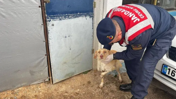 Jandarmadan yaralı hayvanlara yardım eli