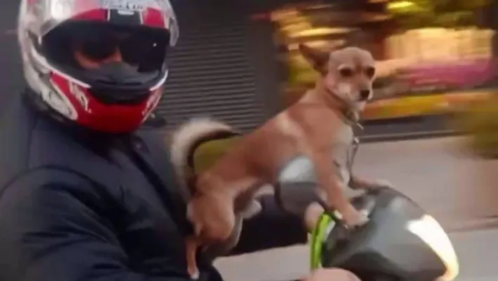 Kadıköy'de köpeğin motosiklet üzerinde gülümseten yolculuğu