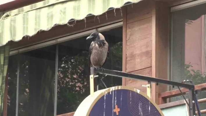 Kadıköy'de yavrusunu korumak isteyen anne karga esnafın başının belası oldu