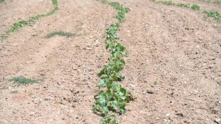 Kahramankazan'da ata tohumları toprakla buluştu