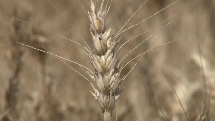 Kahramankazan'da buğday hasadı başladı