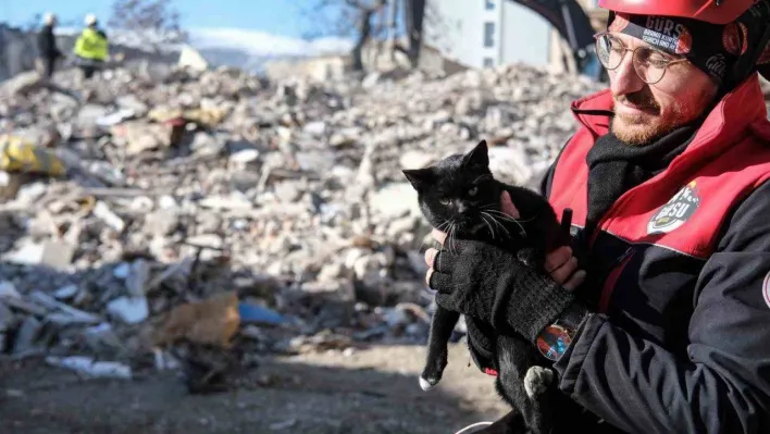 Kahramanmaraş'ta 174 saat sonra enkazdan 'Ardıç' isimli kedi kurtarıldı