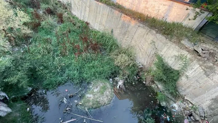 Kapaklı'nın göbeğinde yılan yuvası