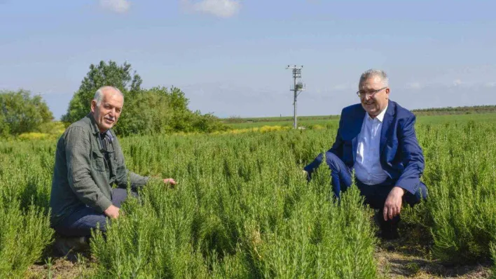 Karacabey, aromatik bitki alanında da dikkat çekiyor