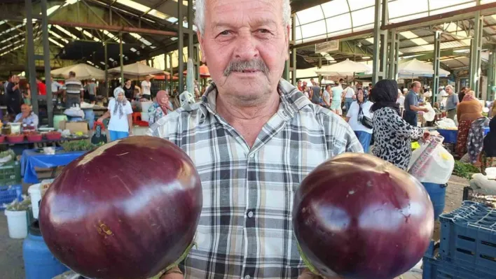 Karpuz büyüklüğündeki kiloluk patlıcanlar ilgi görüyor