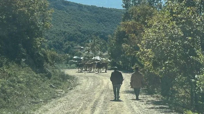 Kaybettiği hayvanları  jandarma buldu