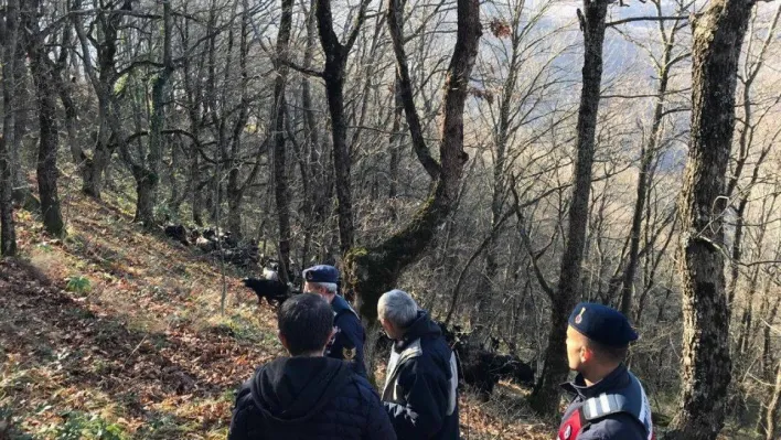 Kayıp koyunları jandarma ekipleri buldu