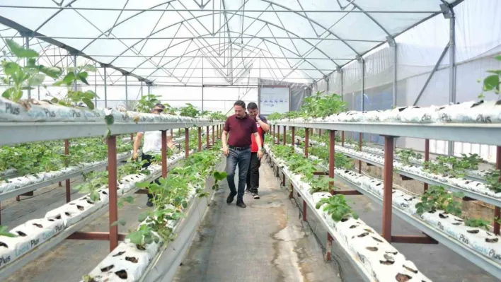 Kaymakam Kayabaşı Biga'da topraksız çilek üretimi yapan serayı ziyaret etti