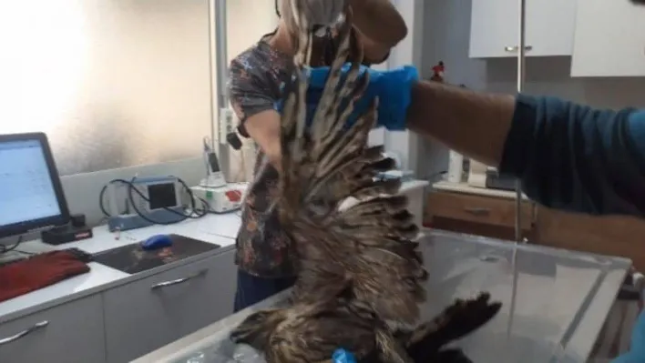 Kazdağı Milli Parkı'nda yaralı şahin tedavi altına alındı