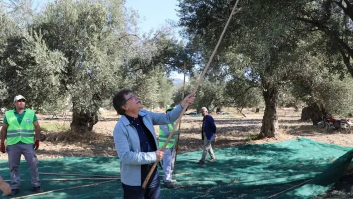 Kazdağları eteklerinde zeytin hasadı başladı